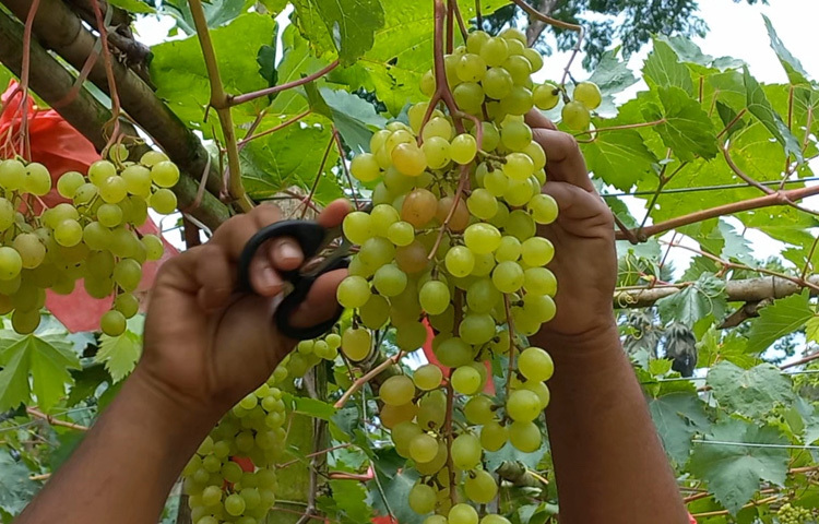 চাঁদপুর সদর উপজেলার চাঁদপুর-মতলব পেন্নাই সড়কের কালিভাংতি এলাকায় প্রধানিয়া এগ্রোতে দেখা মিলছে ভিনদেশি এই রসালো ফল।