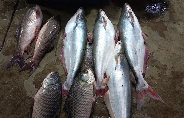 পহেলা মে থেকে বড়স্টেশন মাছঘাটে সব ধরণের মাছ বিক্রি শুরু হলেও দাম বেশি থাকায় ইলিশ কেনায় অনাগ্রহ ক্রেতাদের। ফলে বিক্রি বেড়েছে পাঙাশ, রুই, কাতলা, পোয়া, চিংড়ি ইত্যাদি মাছের।