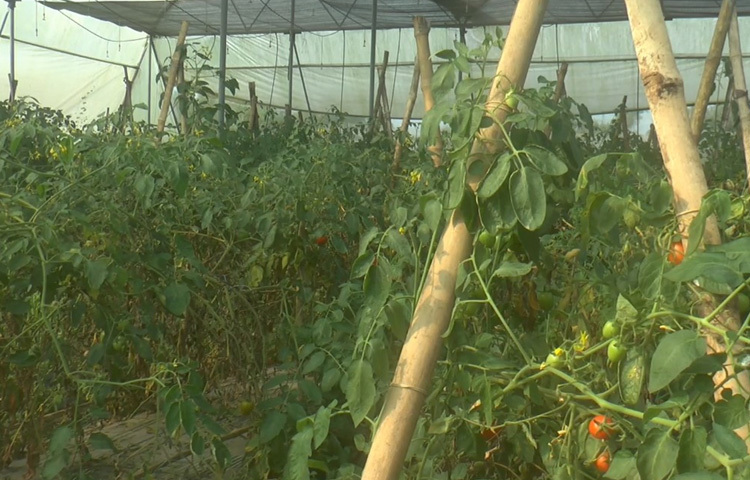 কৃষি বিভাগ জানায়, চলতি মৌসুমে টাঙ্গাইলে ৬৮০ হেক্টর জমিতে টমেটোর আবাদ হয়েছে। ফলন এসেছে ১১ হাজার ৩৭৫ মেট্রিক টন। এবার বাজারে টমেটোর দাম অনেক কম ছিল। তারপরও পরিকল্পিত উপায়ে টমেটোর আবাদ করায় অনেকেই লাভবান হয়েছেন।