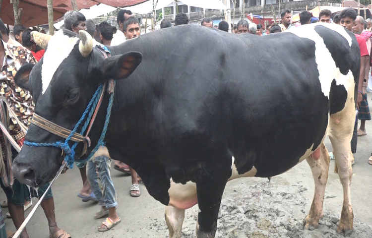 একাধিক খামারি জানিয়েছেন, সারা বছর গরু পালনের পেছনে খাবার, চিকিৎসা, পরিচর্যা সবকিছুরই ব্যয় বেড়েছে। তারপরও এখন হাটে এসে গরুর ন্যায্য মূল্য না পাওয়ায় হতাশ তারা।