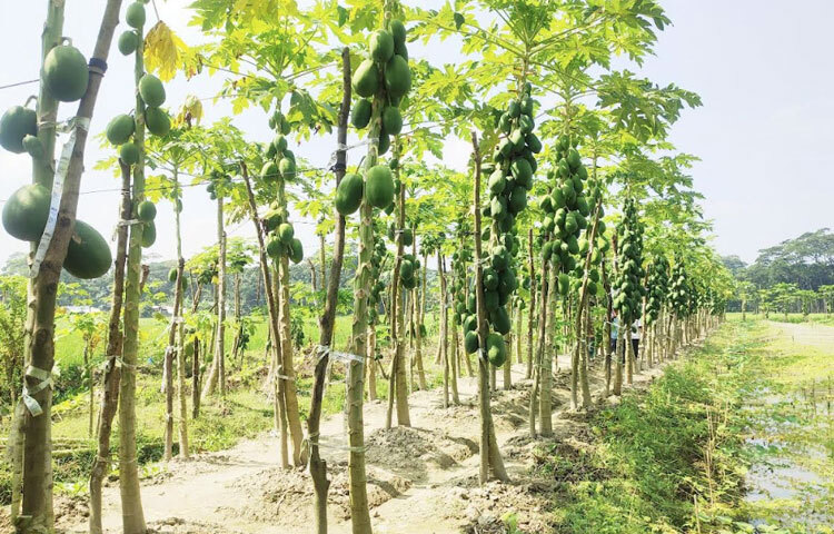 কৃষি বিভাগ সূত্রে জানা যায়, জেলায় এ বছরে পেঁপে আবাদ হয়েছে ১০৪ হেক্টর জমিতে। প্রতি হেক্টর জমিতে ফলন হয়েছে ২০ টন।