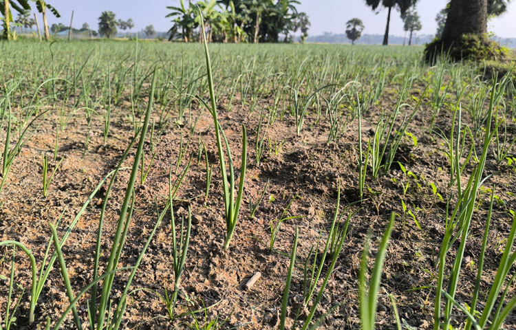 লাভের আশায় চাষিরা এ জাতের পেঁয়াজের আগাম চাষ করেন। কিন্তু এবার সেপ্টেম্বর মাসের শেষ ও অক্টোবরের শুরুতে কয়েক দফায় বৃষ্টির কারণে কিছুটা দেরীতে পেঁয়াজ আবাদ শুরু হয়েছে।