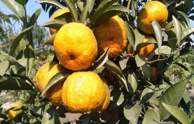 ত্বকের কোলাজেন তৈরিতে ভিটামিন ‘সি’ গুরুত্বপূর্ণ ভূমিকা রাখে। প্রতিদিন কমলা খেলে ত্বক হয় মসৃণ, উজ্জ্বল ও প্রাণবন্ত। বলিরেখা, বয়সের ছাপ পড়তে দেরি হয় এবং রোদে পোড়া বা দূষণের ক্ষতিও কিছুটা কমে।