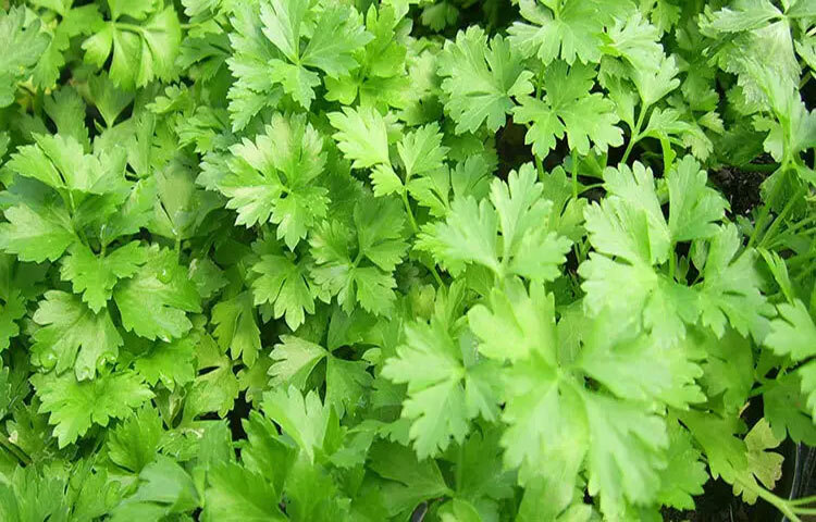 ধনেপাতা হজম শক্তিশালী করতে পরিচিত একটি ভেষজ উপাদান। এটি পাকস্থলীতে এনজাইমের কার্যকারিতা বাড়ায়, ফলে খাবার সহজে হজম হয়। পেট ফাঁপা, অম্বল ও গ্যাসের সমস্যা কমাতে ধনে পাতা কার্যকর ভূমিকা রাখে।