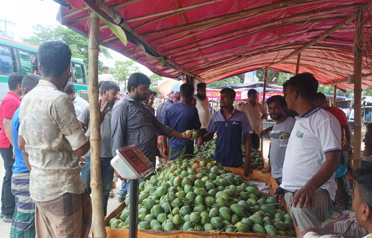 ম্যাংগো ক্যালেন্ডার অনুসারে গত ২৫ মে থেকে জেলা প্রশাসনের ঘোষণা অনুযায়ী গোপালভোগ, লখনা বা লক্ষণভোগ ও রানীপছন্দ আম সংগ্রহ ও বাজারজাত শুরু হয়েছে। ছবি: সাখাওয়াত হোসেন