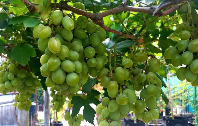 জানা গেছে, বাগানটি গড়ে তোলা হয়েছে উপজেলার সোনাইছড়ি ইউনিয়নের পাকা মসজিদ এলাকার মুন্সি সাদেক আলী চৌধুরীর বাড়িতে। ছবি: এম মাঈন উদ্দিন