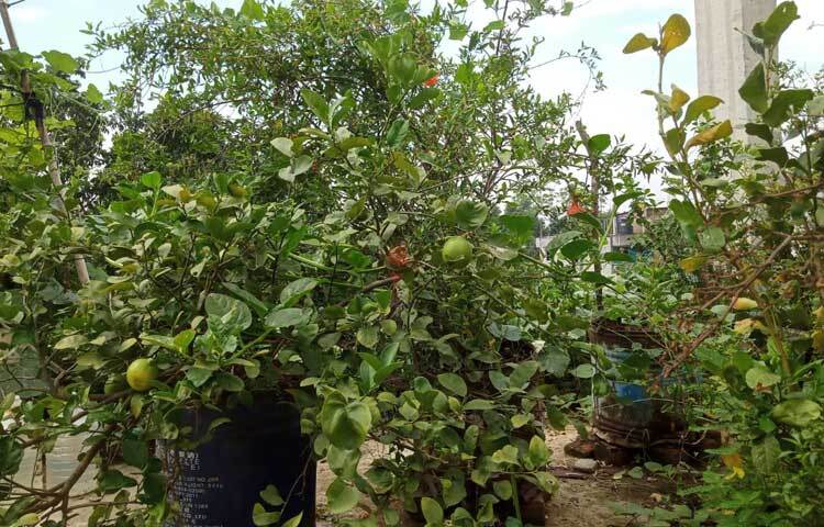 ফারজানা চৌধুরীর বাগানে ফলের মধ্যে আছে কলা, ডালিম, বাঙ্গি, আনারস, তরমুজ, লেবু, আম, পেয়ারা ও বরই। ছবি: মামুনূর রহমান হৃদয়