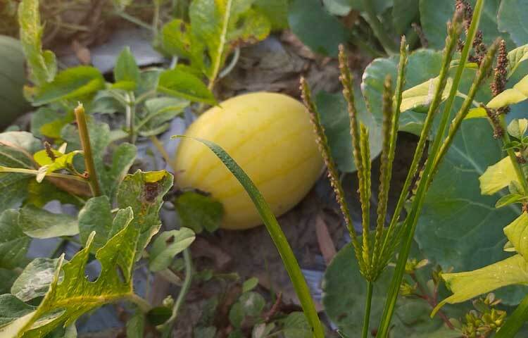 তিনি আরও বলেন, ইকবাল খুবই পরিশ্রমী একজন কৃষক। তার দেখাদেখি অনেকে গ্রীষ্মকালীন তরমুজসহ বিভিন্ন ফসল চাষ করছে।