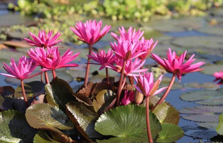 যতদূর চোখ যায় শুধুই লাল শাপলার চোখ ধাঁধানো সৌন্দর্যে মুগ্ধ হওয়ার দৃশ্য।