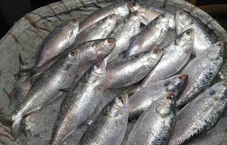 গত সপ্তাহে ৫০০ মণের উপরে ইলিশ সরবরাহ হলেও মঙ্গলবার ৫০ মণ ইলিশও উঠেনি বলে জানিয়েছেন ব্যবসায়ীরা।