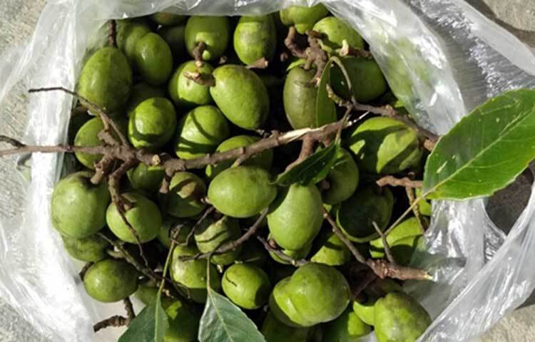 প্রতি ১০০ গ্রাম জলপাইয়ে খাদ্যশক্তি ৭০ কিলোক্যালরি, ৯ দশমিক ৭ শর্করা, ৫৯ মিলিগ্রাম ক্যালসিয়াম, ১৩ মিলিগ্রাম ভিটামিন-সি।