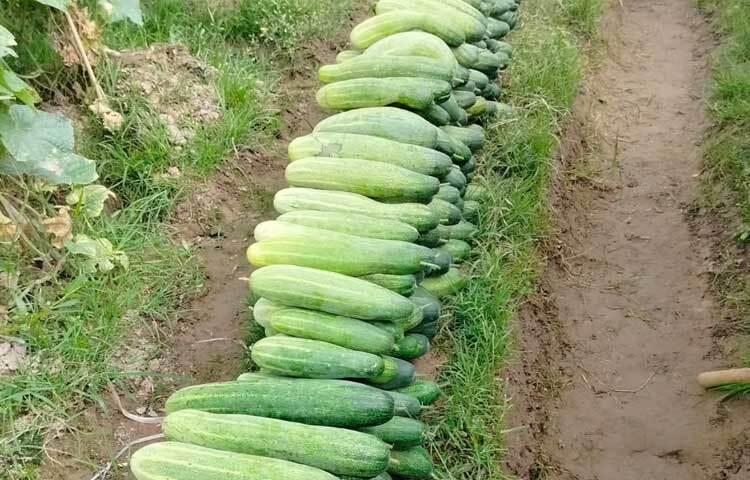 এ ছাড়া এবার সবজির দামও বেশ ভালো। ফলে পাহাড় ও সমতলের ক্ষেত থেকে শসা সরবরাহ করে স্বচ্ছল হচ্ছেন অন্তত ৭২০ জন চাষি।