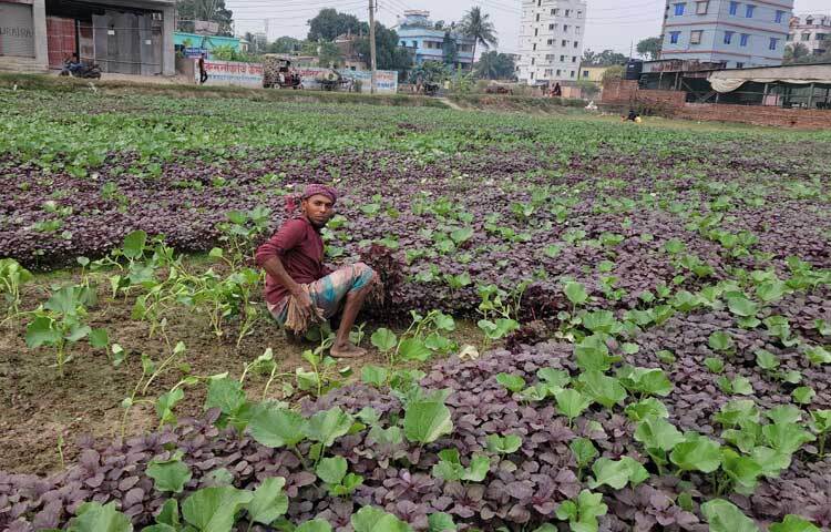 শীতের মৌসুমে পুরো ওয়ার্ড ঘুরে মো. জসিম ও মো. মজিবুর রহমান নামে দুই কৃষককে ব্যস্ত সময় পার করতে দেখা গেছে।