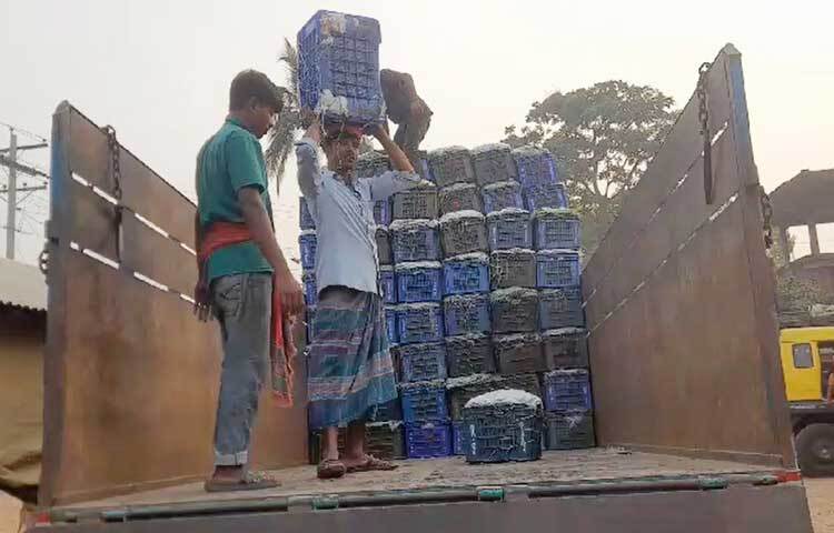 আড়তে শ্রমিকরা শিম ওজন করে বস্তাজাত করছেন। আবার কেউ শিমের বস্তা ট্রাকে তুলছেন।