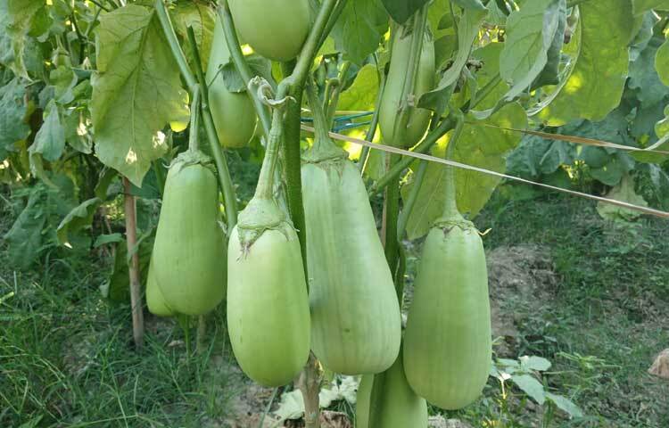 কৃষক আবু জাফর জানান, বেগুনটি খেতে খুব সুস্বাদু ও মিষ্টি। কিন্তু বাজারে বিক্রি করতে নিলেই ক্রেতারা অনেকটা দ্বিধা-দ্বন্দ্বে পড়ে যান। তারা প্রশ্ন করেন, এটি বেগুন নাকি লাউ?