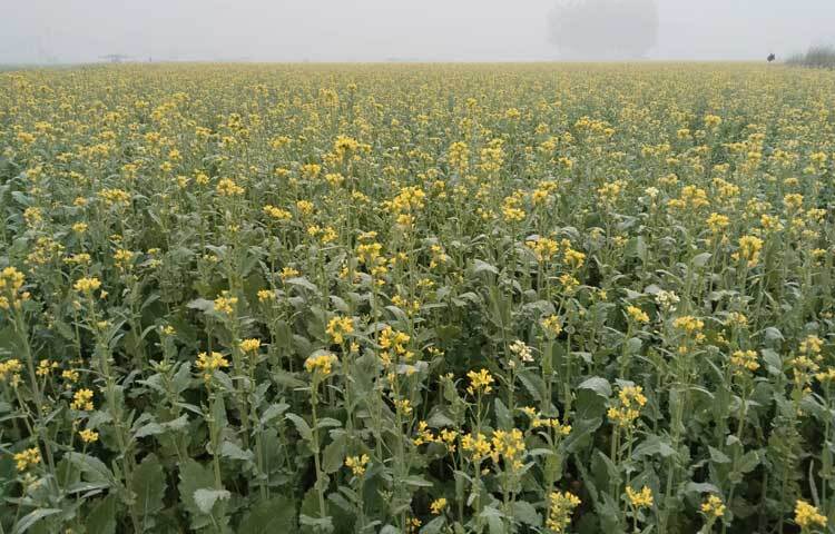 কম খরচে লাভ বেশি হলেও গত বছরের চেয়ে এ বছর ৮ হাজার ২৪৮ হেক্টর কম জমিতে সরিষা চাষ করতে পেরেছেন কৃষকেরা।