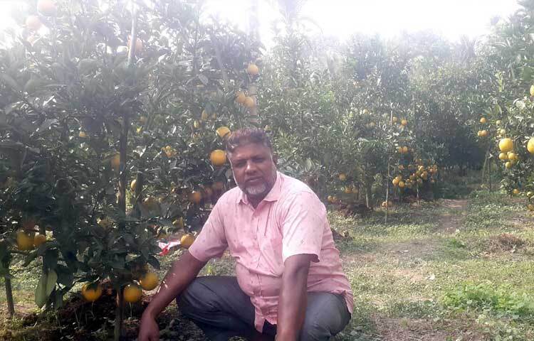 সেসময় মণিরামপুর উপজেলা কৃষি কর্মকর্তা মৃত্যুঞ্জয় কুমার রায়ের প্রেরণায় কৃষি বিভাগের শস্য বহুমুখীকরণ প্রকল্পের আওতায় ১ বিঘা জমিতে পরীক্ষামূলক বারি মাল্টা-১ জাতের গাছের চারা রোপণ করেন।