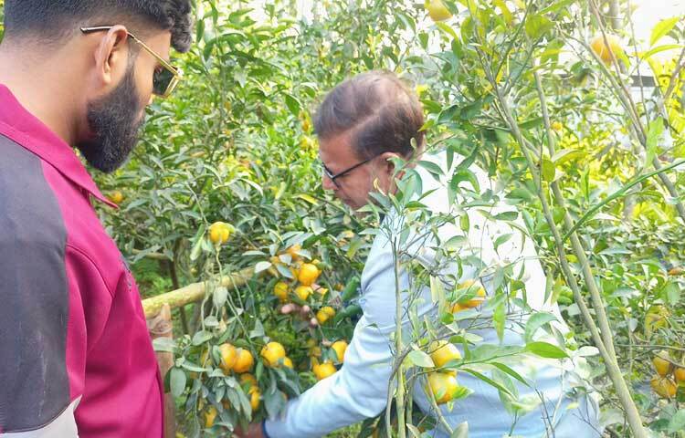 চায়না কমলার পাশাপাশি নাগপুরি, দার্জিলিং, চায়না থ্রি জাতের কমলা গাছও আছে।