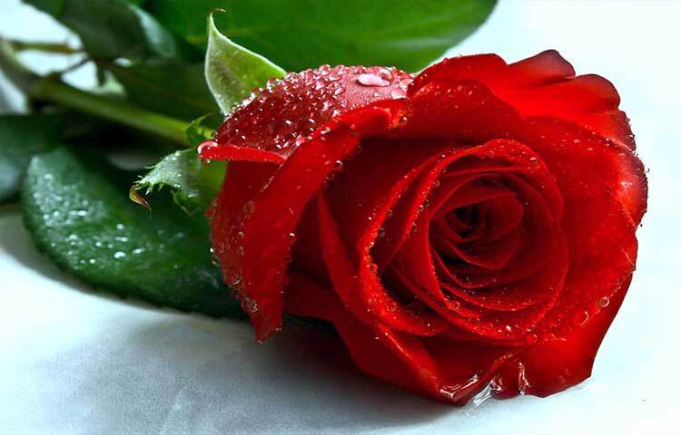 তবে জানেন কি? ভিন্ন রঙের গোলাপ ভিন্ন অর্থ প্রকাশ করে। যেমন- লাল গোলাপ প্রেমের প্রতীক হিসেবে বিবেচিত হয়।