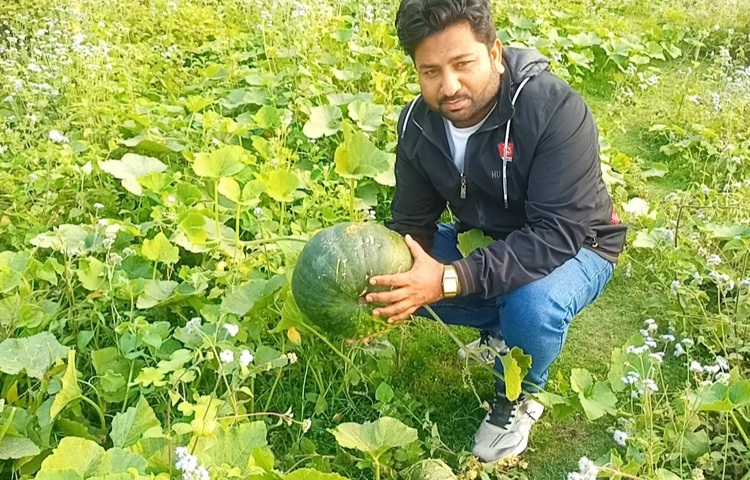 পাশাপাশি বাজারে বিক্রি করেও লাভবান হচ্ছেন। প্রতিটি কুমড়া কেজি বিক্রি হচ্ছে ৩০-৩৫ টাকা।