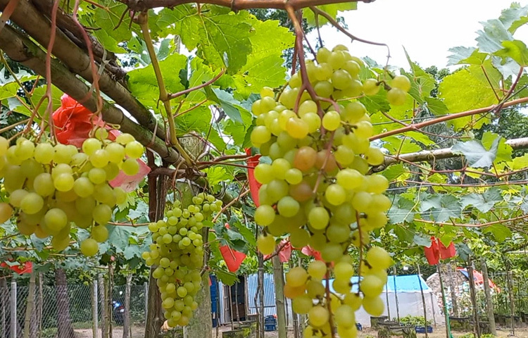 বাঁশের মাচায় ঝুলে থাকা সবুজ আঙুর দূর থেকে পথচারীদের নজর কাড়ছে।