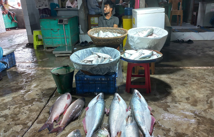 বর্তমানে আড়তের সামনে ইলিশের স্তূপ না থাকলেও বড় বড় সাইজের পাঙাশ, রুই-কাতলা রয়েছে। এতেই সরগরম চাঁদপুর মাছঘাট।
