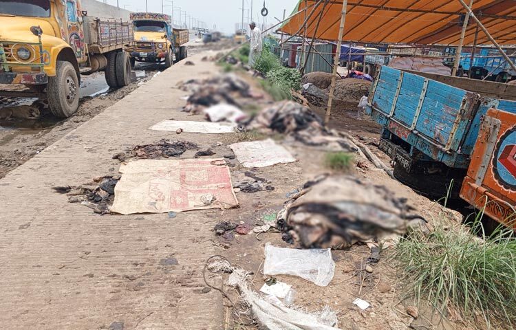 রাজধানী ও আশপাশের এলাকার কোরবানির পশুর চামড়ার একটা বড় অংশ কেনাবেচা হয় আমিনবাজারে। তবে এবার ছাগল ও ভেড়ার চামড়ার চাহিদা নেই বললেই চলে। আজ দুপুর পর্যন্ত আমিনবাজারে কোনো আড়তদারকে ছাগল ও ভেড়ার চামড়া কিনতে দেখা যায়নি। ফলে বাধ্য হয়েই বাজার সংলগ্ন সড়ক ও ফুটপাতে এসব চামড়া ফেলে যাচ্ছেন মৌসুমি ব্যবসায়ীরা। ছবি: জাগো নিউজ