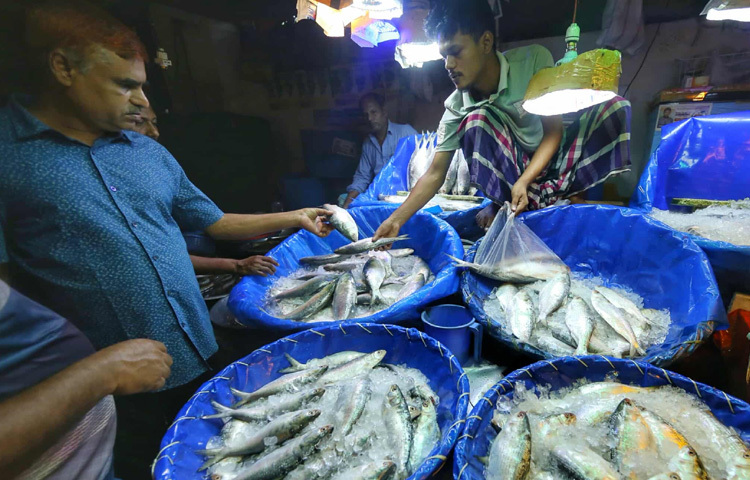 অন্যদিকে বিক্রেতারা বলছেন, মাছ ধরা কম হওয়ায় পাইকারি বাজার থেকেই দাম বেশি। ফলে খুচরা পর্যায়ে দাম কমানো সম্ভব হচ্ছে না। এর সঙ্গে জ্বালানি খরচ, পরিবহন ব্যয় ও সংরক্ষণ খরচ মিলিয়ে বাজারদর আরও বেড়ে যাচ্ছে।