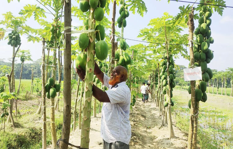 মোস্তফা কামালের পেঁপে বাগান ঘুরে দেখা গেছে, তার বাগানে আছে প্রায় ৫ শতাধিক পেঁপে গাছ। প্রতিটি গাছের নিচ থেকে ওপর পর্যন্ত ঝুলছে ছোট-বড় অসংখ্য পেঁপে।