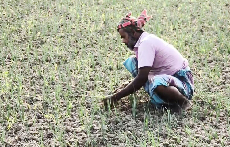 কৃষি সম্প্রসারণ অধিদপ্তরের মতে, ফরিদপুরের সদর, বোয়ালমারী, সালথা, ভাঙ্গা, চরভদ্রাসন, সদরপুর উপজেলায় মুড়িকাটা পেঁয়াজ আবাদ করা হয়। জমি প্রস্তুতির ওপর নির্ভর করে দুই সপ্তাহেরও বেশি সময় ধরে কৃষকেরা চলতি মৌসুমে মুড়িকাটা পেঁয়াজ আবাদ করছেন।