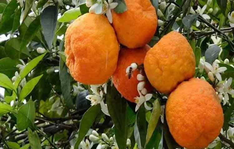 কমলায় থাকা প্রাকৃতিক আঁশ বা ফাইবার হজম প্রক্রিয়াকে স্বাভাবিক রাখতে সাহায্য করে। প্রতিদিন একটি কমলা খেলে কোষ্ঠকাঠিন্য কমে, অন্ত্র পরিষ্কার থাকে এবং গ্যাস বা অস্বস্তির সমস্যা হ্রাস পায়। এছাড়া কমলার উচ্চ জলীয় উপাদান ও অ্যান্টিঅক্সিডেন্ট শরীর থেকে ক্ষতিকর টক্সিন বের করে দিতে সহায়তা করে। এতে লিভার ভালোভাবে কাজ করতে পারে এবং শরীর ভেতর থেকে সতেজ থাকে।