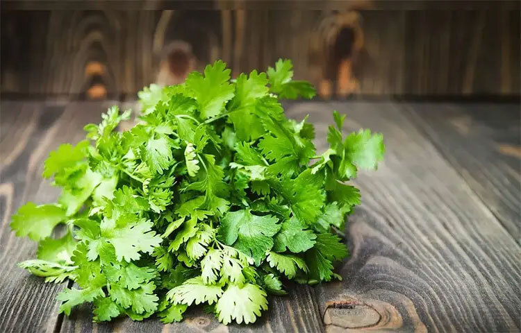 ধনেপাতার অন্যতম গুরুত্বপূর্ণ গুণ হলো শরীর থেকে ক্ষতিকর বিষাক্ত উপাদান বের করে দেওয়ার ক্ষমতা। এটি লিভারের কার্যকারিতা উন্নত করে এবং শরীরকে ভেতর থেকে পরিষ্কার রাখতে সহায়তা করে।