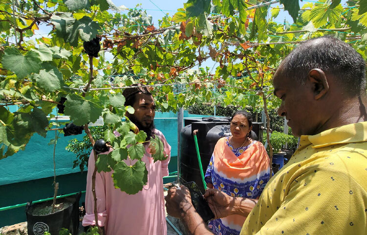 সৌখিন চাষি এমাদ উদ্দিন তার বাগানে ৫৫ জাতের আঙুর চাষ করেছেন। ছবি: এম মাঈন উদ্দিন