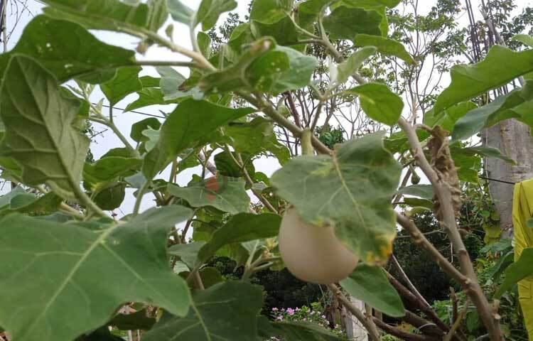 আরও আছে ধুন্দল, শসা, বেগুন, টমেটো, লাউ, কুমড়া, করলা, বিলাতি উচ্ছে, সজনে ডাঁটা, ডাঁটা, পেঁপে, শিম, ঝিঙে, মিষ্টি আলুসহ নানা ধরনের সবজি। ছবি: মামুনূর রহমান হৃদয়