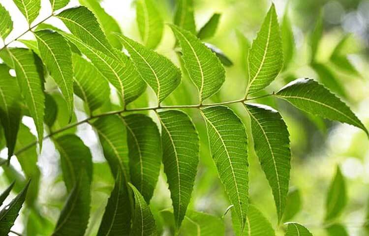 মুখের দুর্গন্ধ ও দাঁতের জীবাণু বা ব্যাকটেরিয়ার সংক্রমণ রোধে নিম পাতা কার্যকর। এ জন্য আগে নিমের দাঁতন ব্যবহার করা হত। ছবি: সংগৃহীত