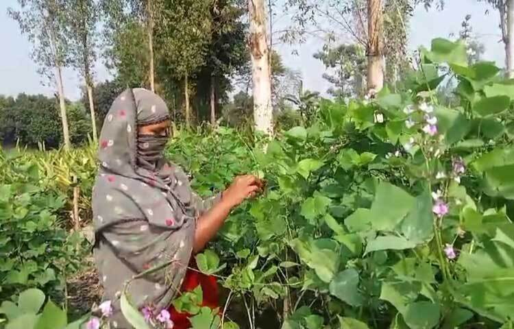 তবে মাঠ পর্যায়ে সঠিক সময়ে কৃষি কর্মকর্তারা তেমন কোনো পরামর্শ দেননি বলে অভিযোগ কৃষকদের।