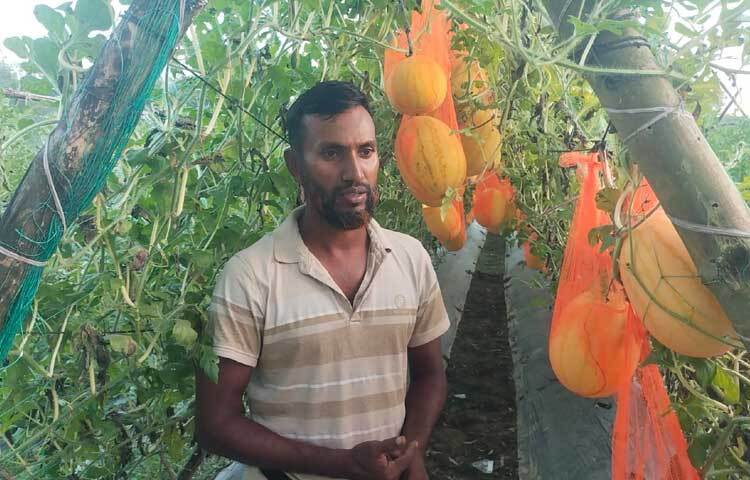 তরমুজের সাথী ফসল হিসাবে একই জমিতে চাষ করেছিলেন গ্রীষ্মকালীন কাঁচামরিচ, টমেটো। ফলন পেতে শুরু করে ফলন দেখে আশায় বুক বেঁধেছিলেন এই স্বপ্নবাজ কৃষক।