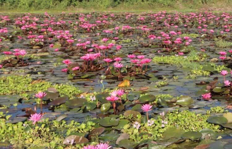 ফসলের মাঠে কোথাও হাঁটুপানি আবার কোথাও কোমর সমান। এরইমধ্যে বিস্তীর্ণ মাঠজুড়ে লাল শাপলার গাছ।