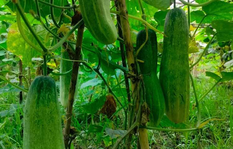 উপজেলা কৃষি অফিস সূত্রে জানা গেছে, সীতাকুণ্ডে এবার বিভিন্ন পাহাড় ও সমতল ভূমির ৪০ হেক্টর জমিতে শসা চাষ হয়েছে। এসব জমিতে ফলনও হয়েছে বেশ ভালো।