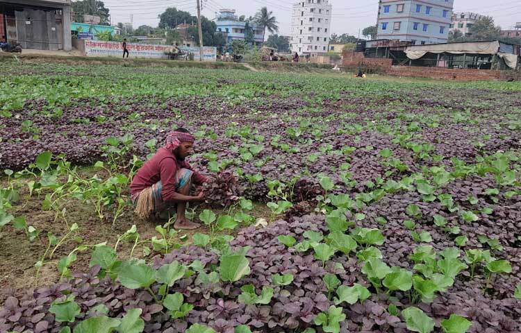 ৩৭ বছর বয়সী মো. জসিম। কখনো নিজে ফসল তুলছেন আবার কখনো কর্মচারীদের দিকনির্দেশনা দিচ্ছেন। শীতকালীন সবজি উত্তোলনে ব্যস্ত সময় পার করতে দেখা গেছে তাকে।