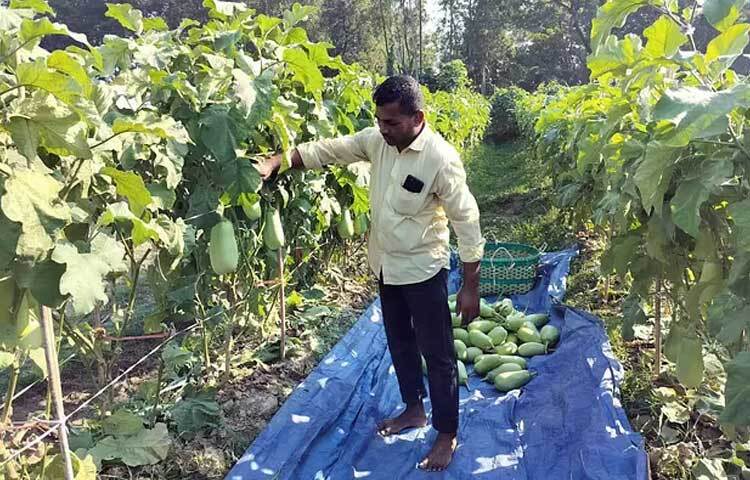 বেগুনের ভারে মাটিতে নুয়ে পড়ছে গাছগুলো। তাই বাঁশের কঞ্চির সাহায্যে গাছগুলো দু’পাশ থেকে বেঁধে রাখতে হয়েছে।
