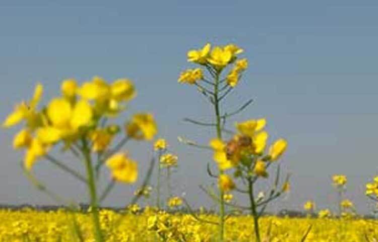 জেলা কৃষি সম্প্রসারণ অধিদপ্তরের উপ-পরিচালক ড. রবীআহ নূর আহমেদ বলেন, ‘অসময়ে বৃষ্টি হওয়ায় সরিষা বপন করার সময় মাটিতে জো ছিল না। এ জন্য এ বছর সরিষা চাষ কম হয়েছে। তবে জেলায় ভুট্টা ও পেঁয়াজের চাষ বেড়েছে।’