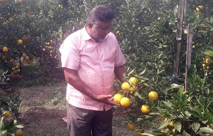 এক সময়ের পুঁজি হারানো আব্দুল করিমের মাল্টা বাগানে ২৫-৩০ জন নারী-পুরুষের কর্মসংস্থান হয়েছে। তারা নিয়মিত শ্রমিক হিসেবে কাজ করছেন।