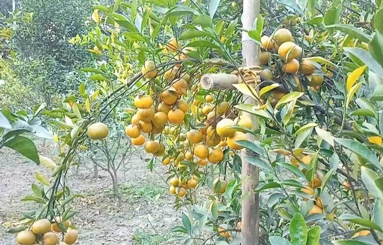 কমলার ভারে গাছের ডালগুলো নুয়ে পড়েছে মাটিতে। এ যেন অন্যরকম দৃশ্য।