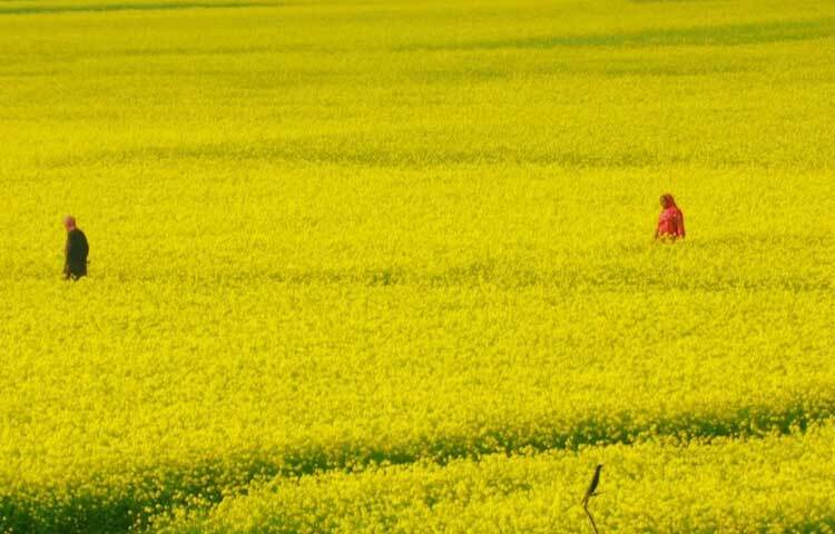 পাবনার চাটমোহর, ভাঙ্গুড়া, নাটোরের গুরুদাসপুর, সিংড়া, সিরাজগঞ্জের তাড়াশসহ পুরো চলনবিলের বুকজুড়েই এখন এমন হলুদ সরিষা ফুলের নিথুয়া পাথার।