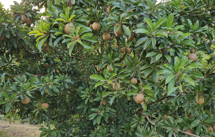 জানা গেছে, মিরসরাইয়ে প্রথমবারের মতো থাই সফেদা পরীক্ষামূলক চাষ করে সফল হয়েছেন তরুণ কৃষি উদ্যোক্তা মো. ওমর শরীফ।