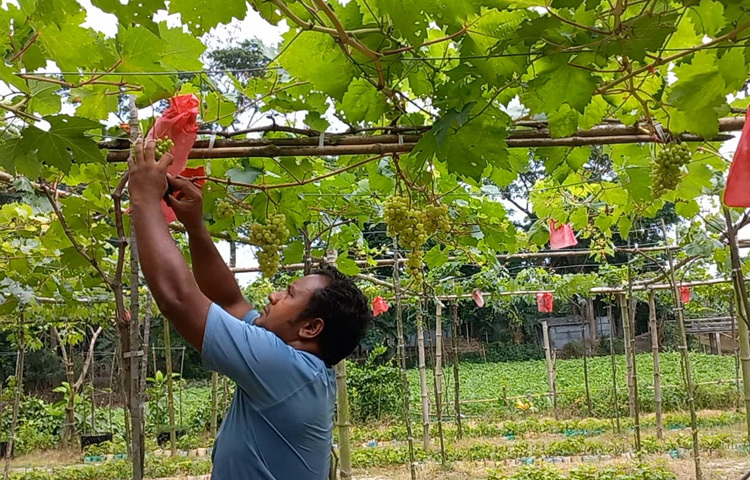 ফলন ভালো হওয়ায় বাগান থেকে ৫০ কেজি এরই মধ্যে বাজারজাতও করেছেন। এতে লাভের মুখ দেখছেন উদ্যোক্তা কামরুজ্জামান।