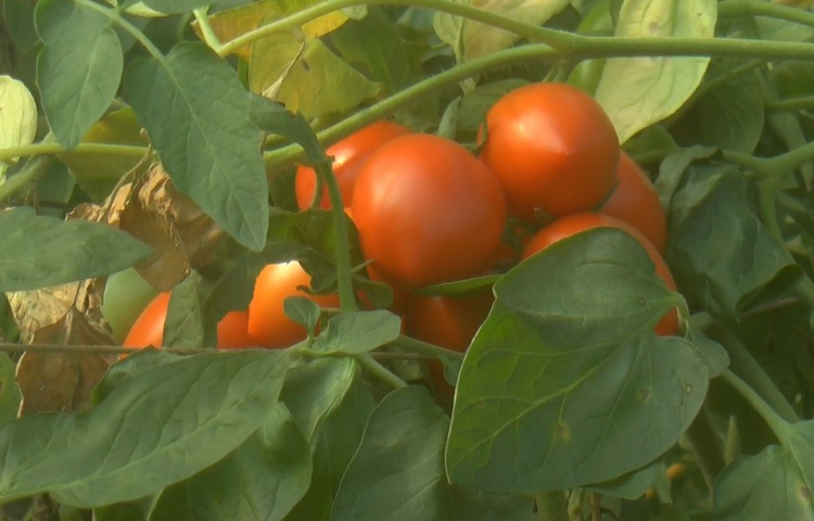 লাল টকটকে ও পোকার আক্রমণ বা কোনো দাগ না থাকায় দেখতে যেমন সুন্দর; তেমনই স্বাদের দিক থেকেও অতুলনীয়। মাত্র ২০ হাজার টাকা খরচ করে তিনি বিক্রি করেছেন ১ লাখ ২০ হাজার টাকা।