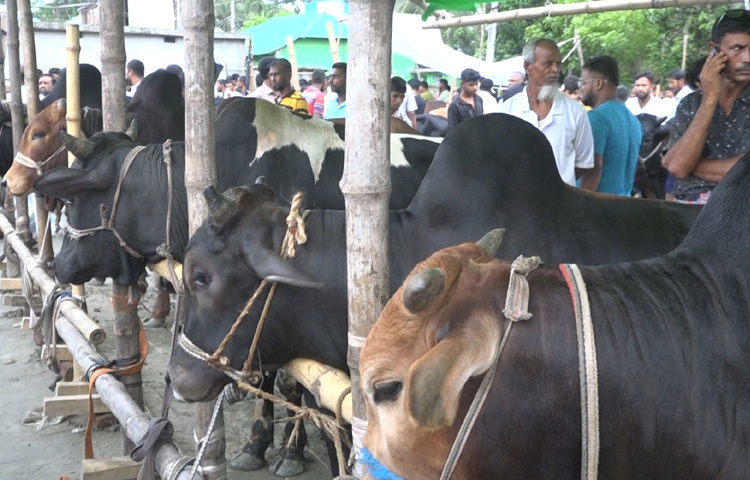 অন্যদিকে ক্রেতারা বলছেন, তারা এখনো বাজার পর্যবেক্ষণ করছেন। ঈদের আগে এক-দুইদিন বাকি থাকায় অনেকেই দাম কমার আশায় অপেক্ষা করছেন।