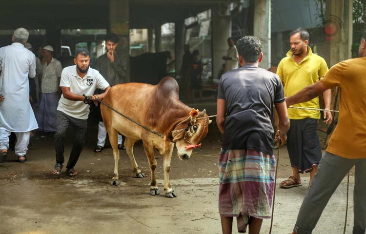 ঈদুল আজহার নামাজ আদায়ের পরপরই রাজধানীজুড়ে শুরু হয়েছে পশু কোরবানির ধুম। ধর্মীয় দায়িত্ব পালন ও ত্যাগের মহিমায় উদ্বুদ্ধ হয়ে ঢাকাবাসী সকাল থেকেই নিজেদের মতো করে কোরবানি দিয়েছেন। আজ সকাল ৭টার আগেই ঢাকার বিভিন্ন এলাকায় কোরবানির দৃশ্য দেখা গেছে। একদিকে চলছে গরু ও ছাগল জবাই, অন্যদিকে মাংস কাটা, বণ্টন ও পরিচ্ছন্নতার কাজ। সবদিকেই উৎসবের আবহ। বাড়ির বৃদ্ধ থেকে শিশু সবার মধ্যেই দেখা গেছে অন্যরকম আনন্দ। ছবি: মাহবুব আলম
